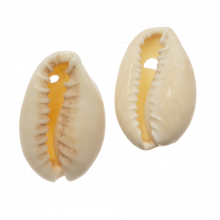 Kauri Schelpjes (15 - 18 mm) Seashell (25 gram / ca. 36 stuks)