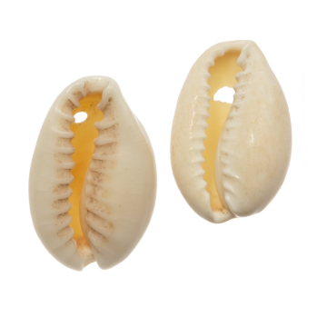 Kauri Schelpjes (15 - 18 mm) Seashell (25 gram / ca. 30 stuks)